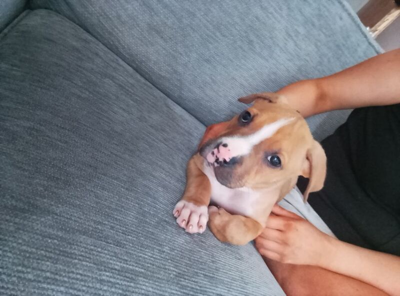 American bulldog for sale in Liverpool, Merseyside | Image 3