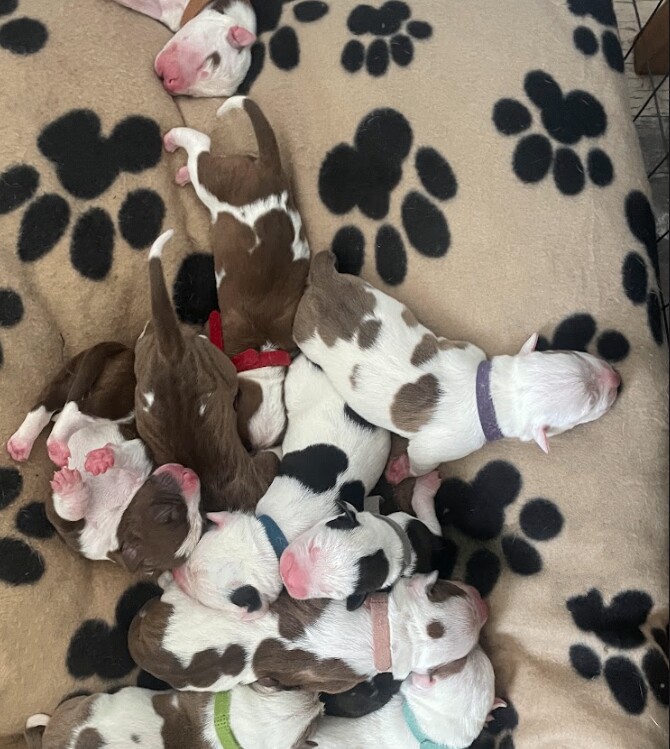 American Bulldog Hybrid puppies in Aviemore