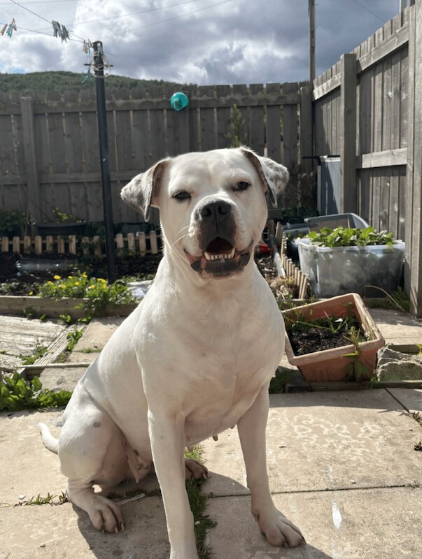 American Bulldog Hybrid puppies in Aviemore - Image 2 of 5