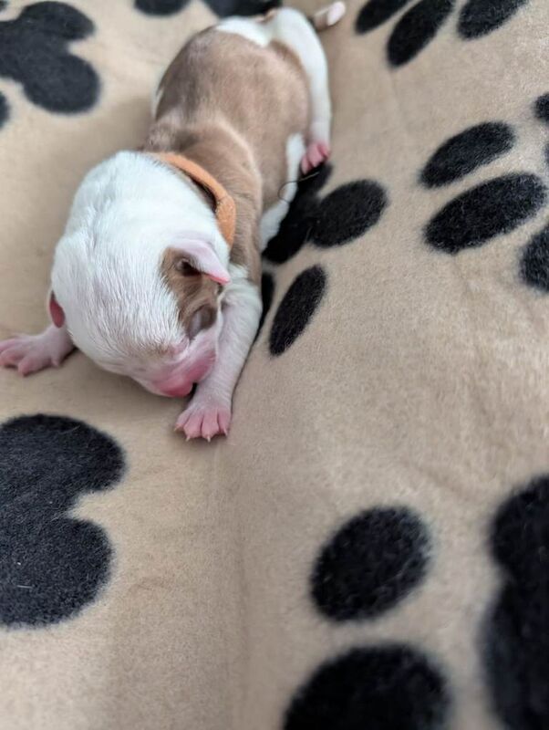 American Bulldog Hybrid puppies in Aviemore - Image 3 of 5