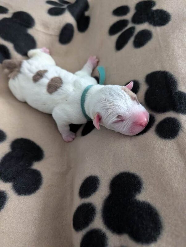 American Bulldog Hybrid puppies in Aviemore - Image 4 of 5