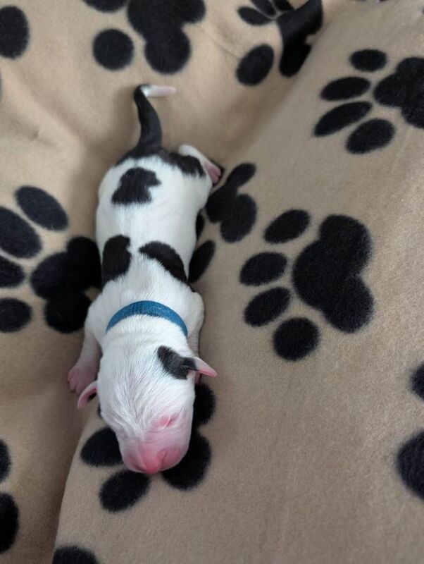 American Bulldog Hybrid puppies in Aviemore - Image 5 of 5