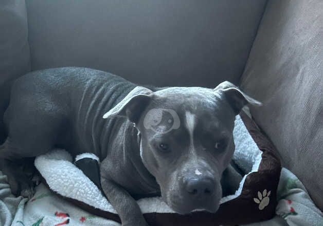 American Bulldog puppies for sale in Cheltenham, Gloucestershire – 3 years old - Image 3 of 3