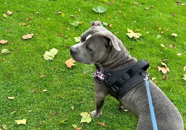 American Bulldog puppies for sale in Cheltenham, Gloucestershire – 3 years old - Image 1 of 2