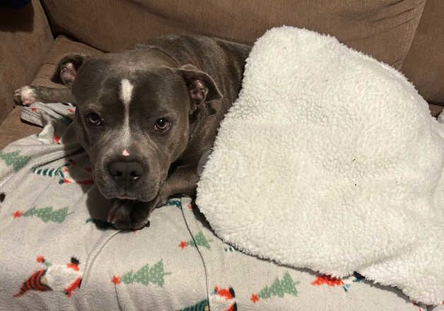 American Bulldog puppies for sale in Cheltenham, Gloucestershire – 3 years old - Image 2 of 2