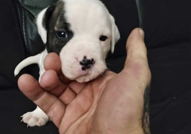 American bulldog for sale in Dumbarton, West Dunbartonshire - Image 1