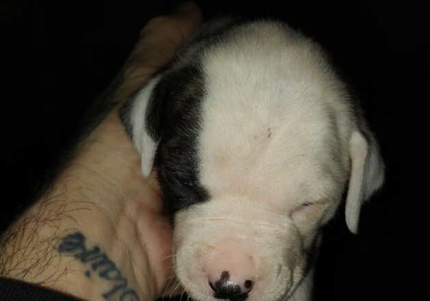 American Bulldog puppies for sale in Dumbarton, Dunbartonshire – 1 year old - Image 2 of 3