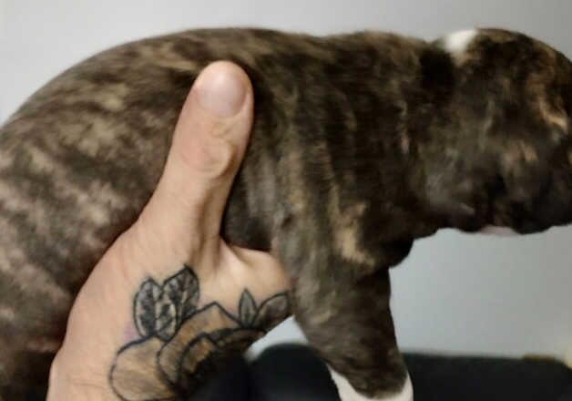 American Bulldog puppies for sale in Dumbarton, Dunbartonshire – 1 year old - Image 3 of 3