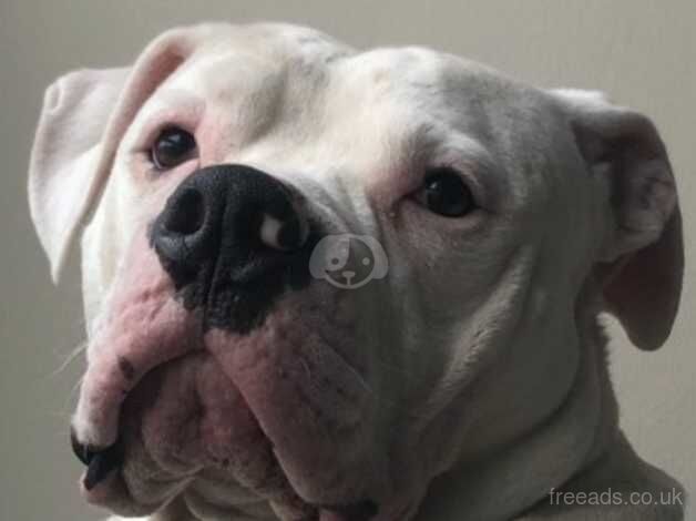 American Bulldog puppies for sale in Purfleet, Kent – 6 years old - Image 1 of 2