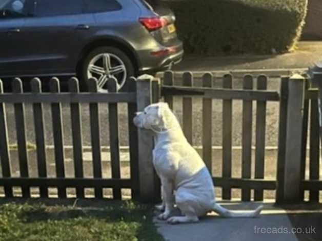 American Bulldog puppies for sale in Purfleet, Kent – 6 years old - Image 2 of 2