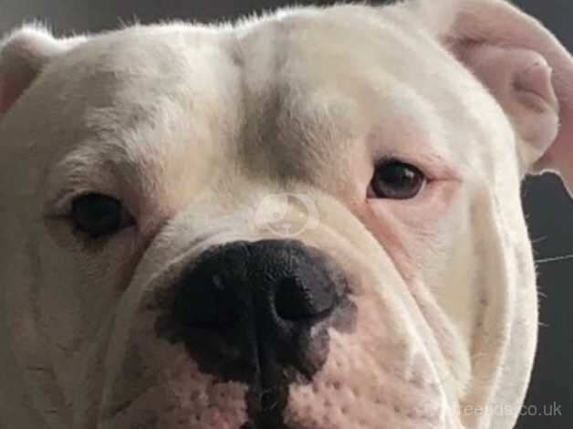 American Bulldog puppies for sale in Purfleet, Essex – 5 years old - Image 2 of 2