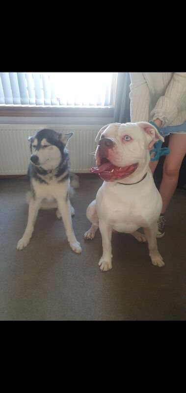 American bulldog looking for forever home for sale in Dundee City - Image 1