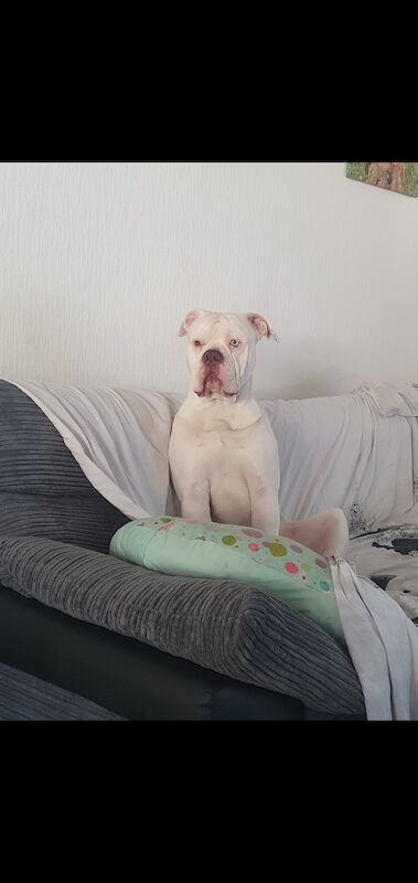 American bulldog looking for forever home for sale in Dundee City | Image 2