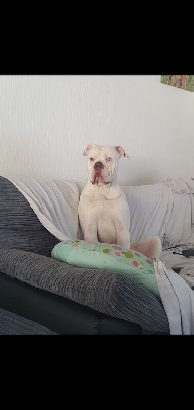 American bulldog looking for forever home for sale in Dundee City - Image 2