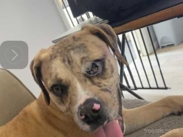 American Bulldog puppies for sale in Stoke-on-Trent, Staffordshire – 2 years old - Image 2 of 3