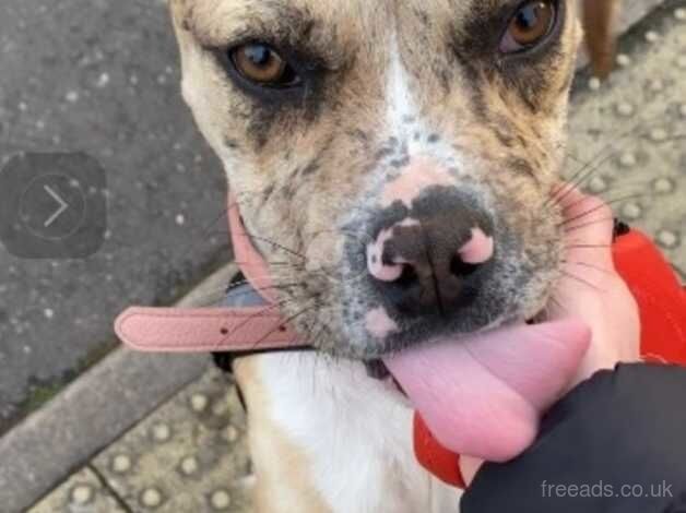 American Bulldog puppies for sale in Stoke-on-Trent, Staffordshire – 2 years old - Image 3 of 3