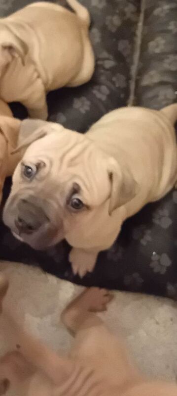 American Bulldog puppies for sale in Walsall, West Midlands – 6 weeks old