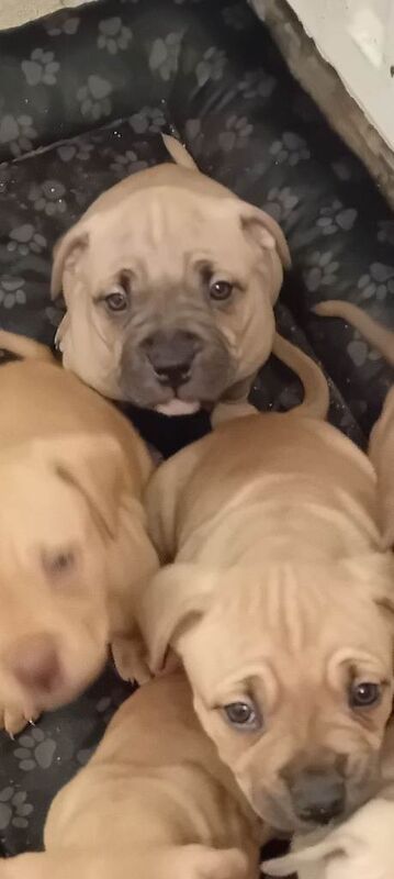 American bulldog puppies - Image 2 of 4