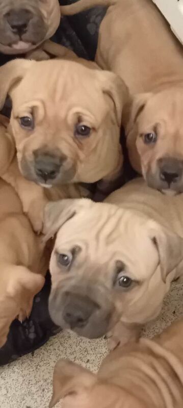 American bulldog puppies - Image 3 of 4