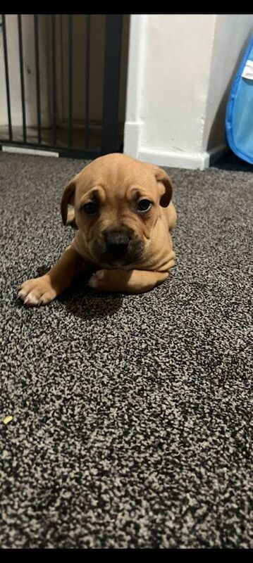 American bulldog puppies - Image 4 of 4