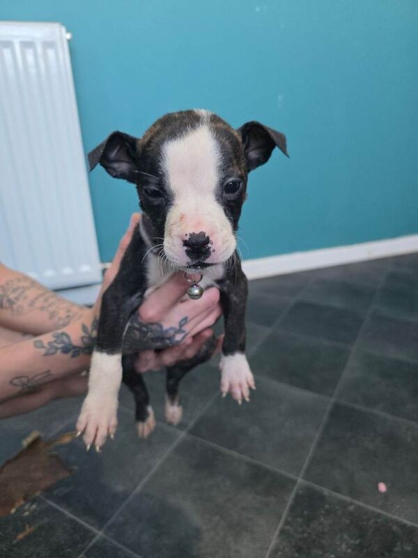 American bulldog puppies