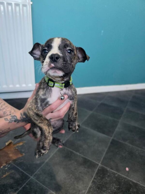American bulldog puppies - Image 2 of 4