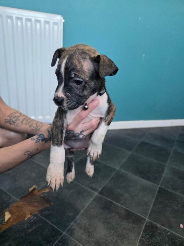 American bulldog puppies - Image 3 of 4