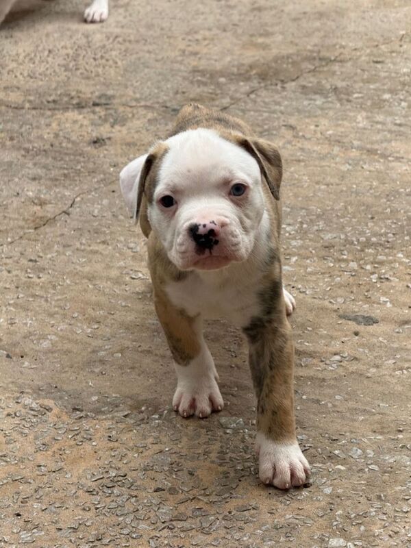 American bulldog puppies - Image 2 of 3