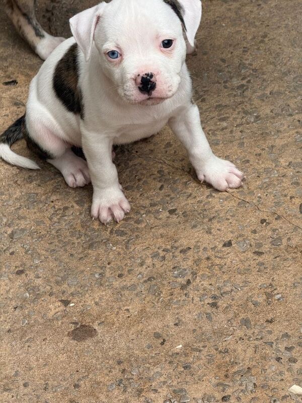 American bulldog puppies - Image 3 of 3