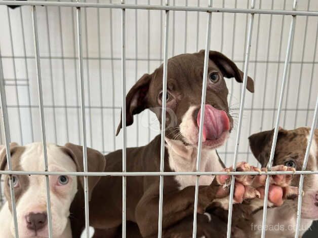 American Bulldog puppies for sale in Lambeth, Greater London – 1 year old - Image 2 of 2