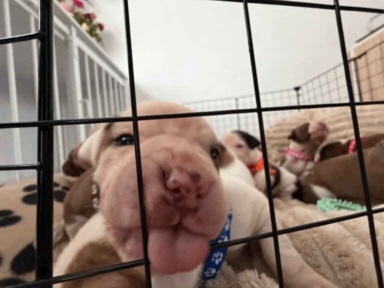 American Bulldog Puppies For Sale Under £1,000