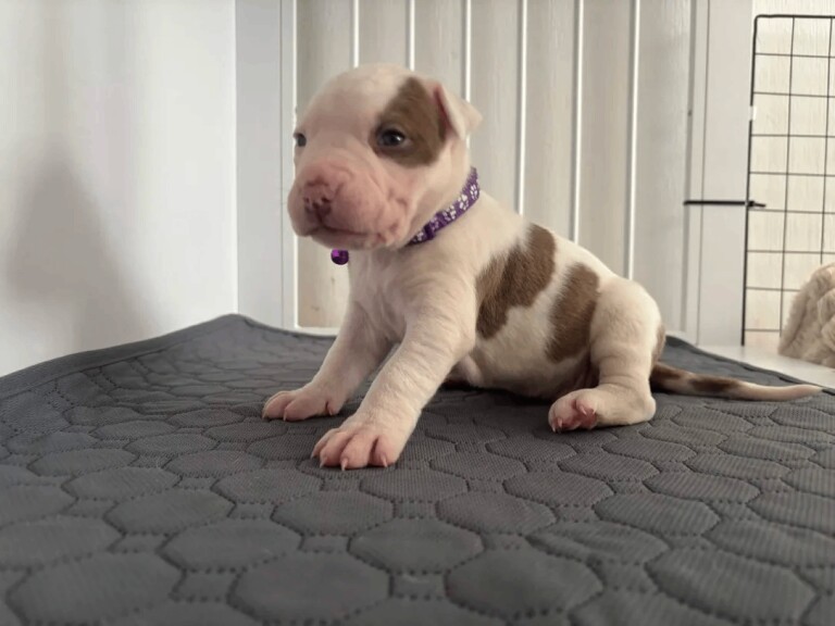 American Bulldog puppies in Aviemore - Image 2 of 3