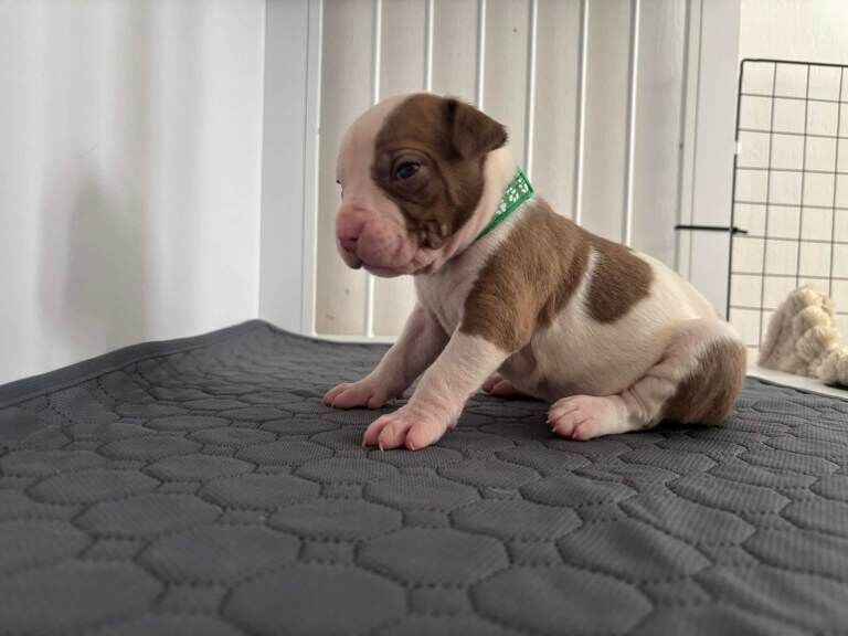 American Bulldog puppies in Aviemore - Image 3 of 3