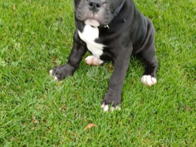 American Bulldog puppies for sale in Ballymena, Antrim – 10 months old - Image 1 of 5