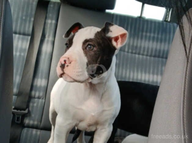 American Bulldog puppies for sale in Ballymena, Antrim – 10 months old - Image 2 of 5