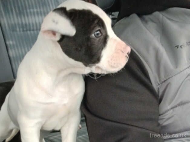 American Bulldog puppies for sale in Ballymena, Antrim – 10 months old - Image 3 of 5