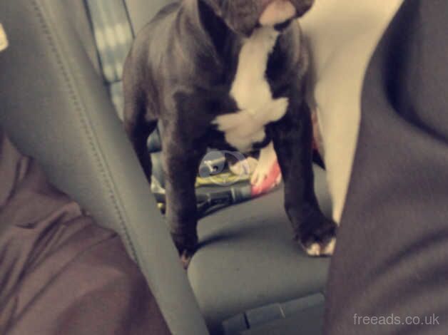American Bulldog puppies for sale in Ballymena, Antrim – 10 months old - Image 4 of 5