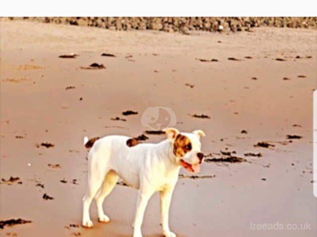 American Bulldog puppies for sale in Ballymena, Antrim – 10 months old - Image 5 of 5