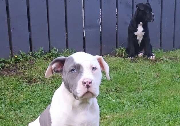 American bulldog puppies for sale in Ballymena, Antrim - Image 1