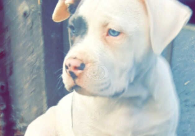 American bulldog puppies for sale in Ballymena, Antrim - Image 2