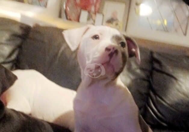 American bulldog puppies for sale in Ballymena, Antrim - Image 3