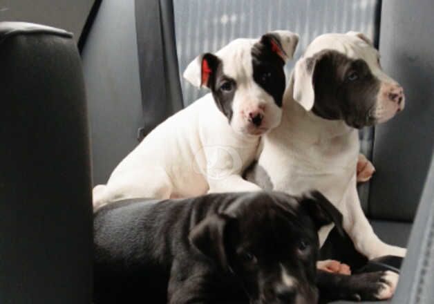 American bulldog puppies for sale in Ballymena, Antrim - Image 4