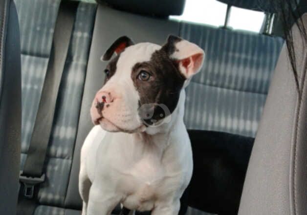 American bulldog puppies for sale in Ballymena, Antrim - Image 5