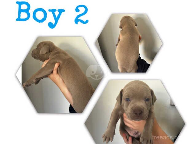 American Bulldog puppies for sale in Sittingbourne, Kent – 1 year old - Image 2 of 5