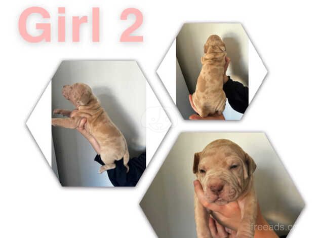 American Bulldog puppies for sale in Sittingbourne, Kent – 1 year old - Image 4 of 5