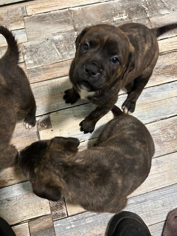 American bulldog puppies ready for sale in Llanelli, Carmarthenshire | Image 2