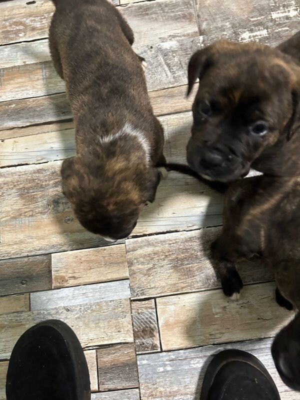 American Bulldog puppies for sale in Llanelli, Carmarthenshire – 8 months old - Image 3 of 8