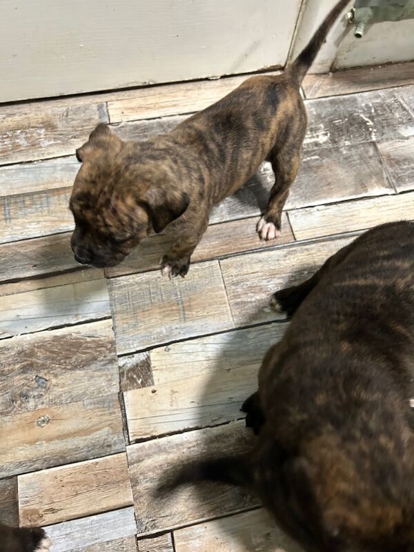 American Bulldog puppies for sale in Llanelli, Carmarthenshire – 8 months old - Image 4 of 8