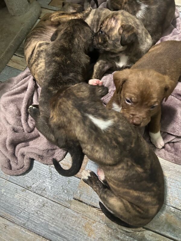 American Bulldog puppies for sale in Llanelli, Carmarthenshire – 8 months old - Image 5 of 8