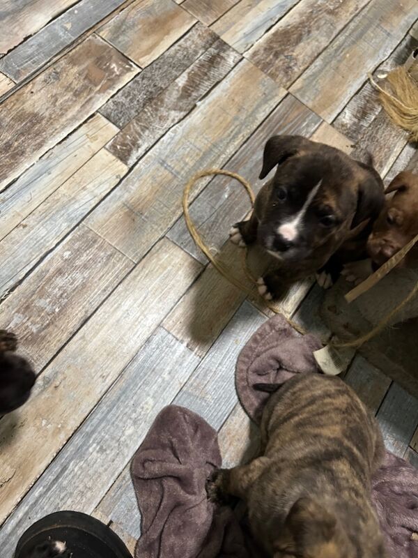 American Bulldog puppies for sale in Llanelli, Carmarthenshire – 8 months old - Image 6 of 8